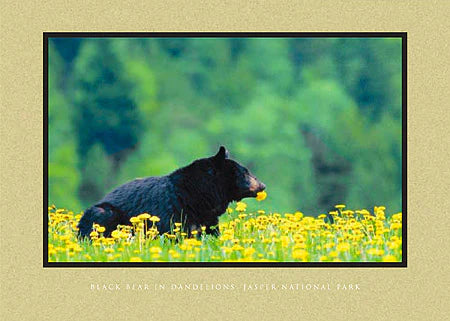 Wilderness Moments Greeting Cards