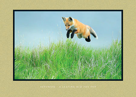 Wilderness Moments Greeting Cards